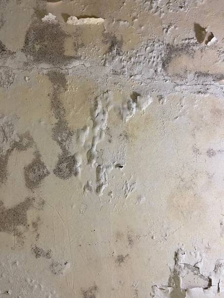 Best Home Mold Removal  in Port Clinton, OH