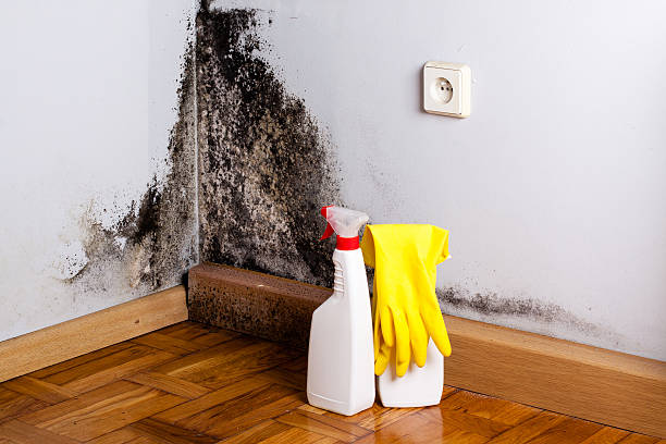 Best Attic Mold Removal  in Port Clinton, OH
